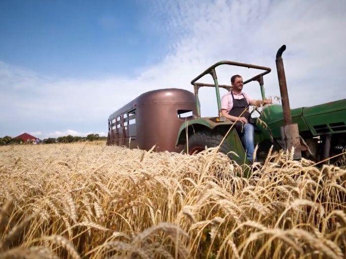 Durch ein reifes Gerstenfeld fährt ein grüner Trecker mit einem Rostbraunen geschlossenen Tiertransportanhänger. Foto: Hinrichsen Farm